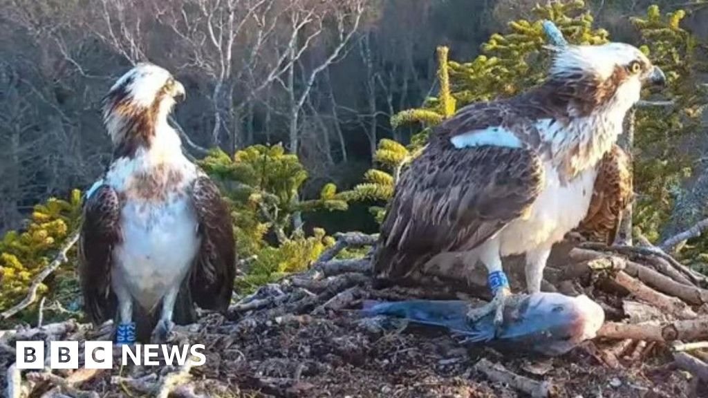 Returning ospreys avoid last season's love drama
