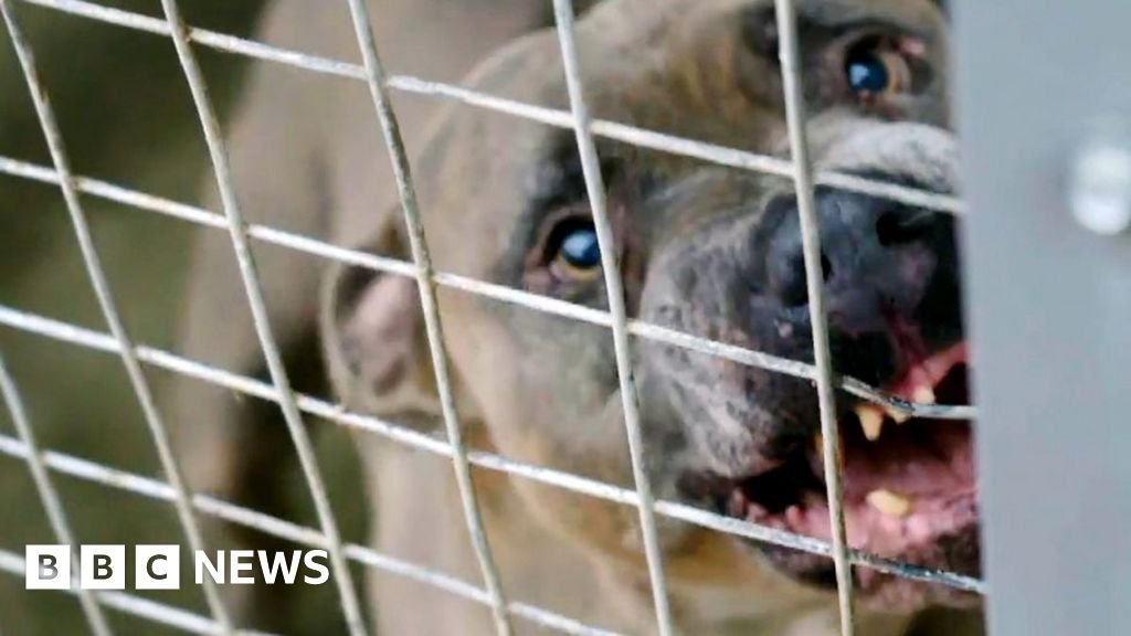 'I dread the phone ringing': Inside the kennels responding to vicious XL bully attacks