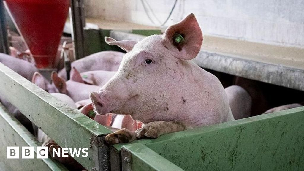 Spain’s pork industry seeks salvation from swine fever threat