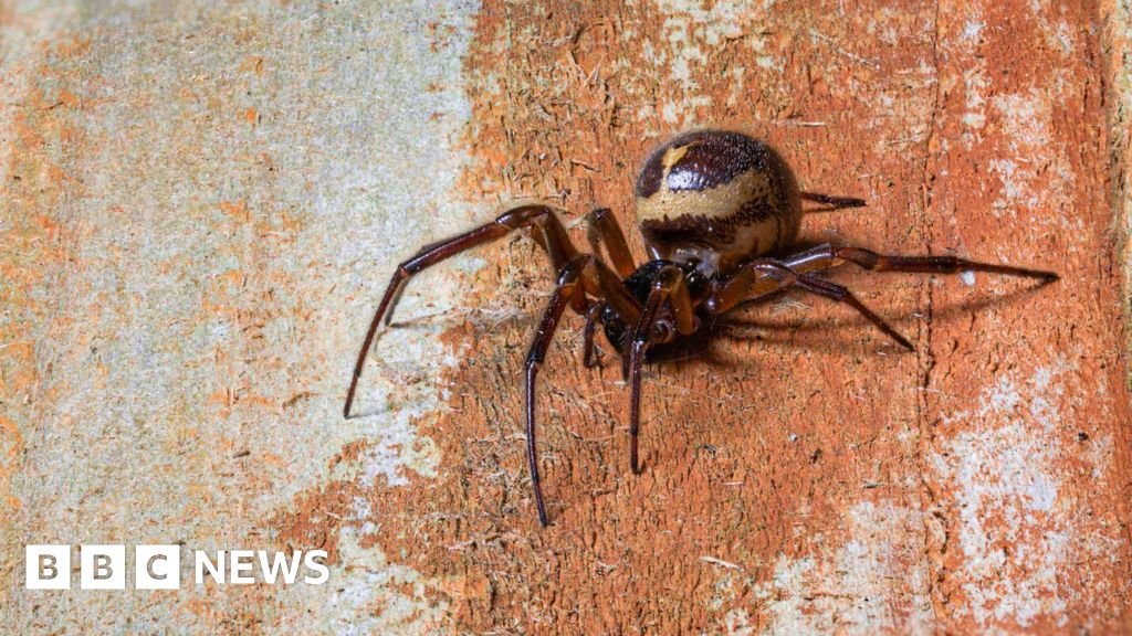 Is the bite of the false widow spider dangerous?