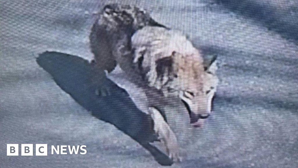 South Korea deploys thermal imaging cameras in search for escaped zoo wolf
