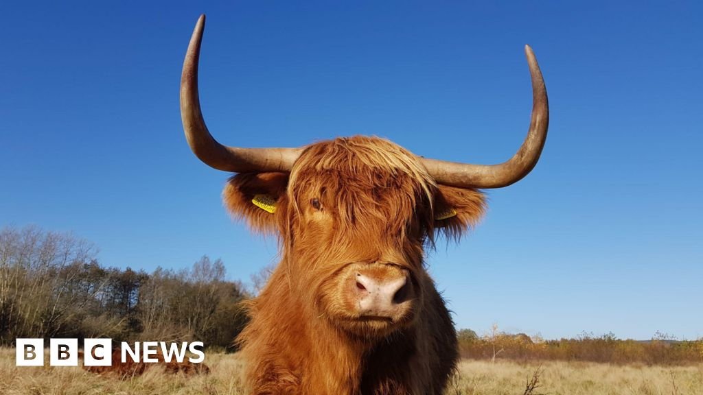 Highland cows moved over viral TikTok visitor surge
