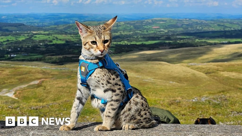 Do cats like being taken for walks or is it an Instagram fad?