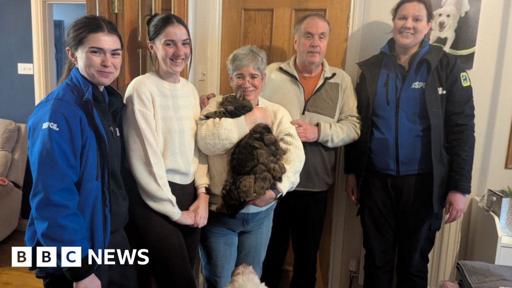 Five-hour rescue saves cat missing for 4 years