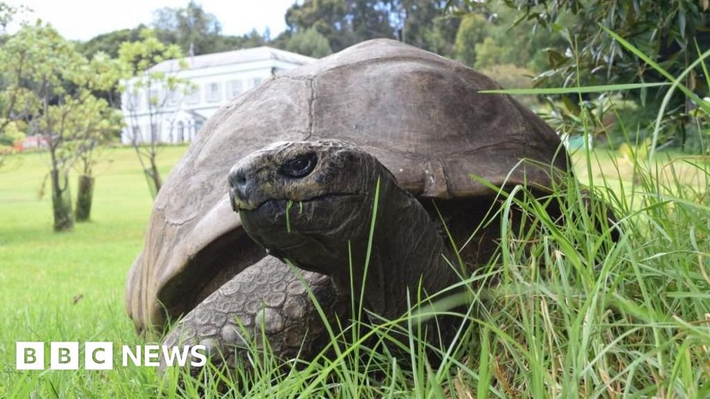World's oldest known tortoise, Jonathan, dies aged 193