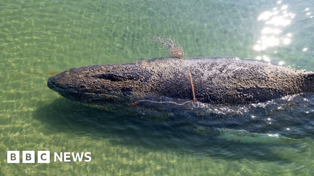 Rescuers abandon hope for whale stranded off German island