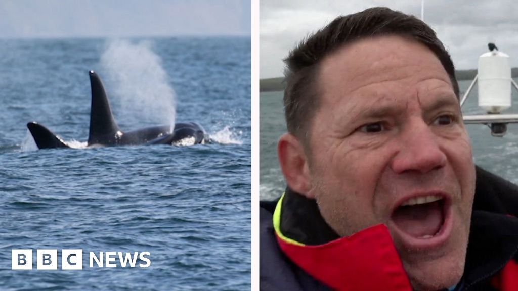 Backshall overjoyed at rare sighting of orcas