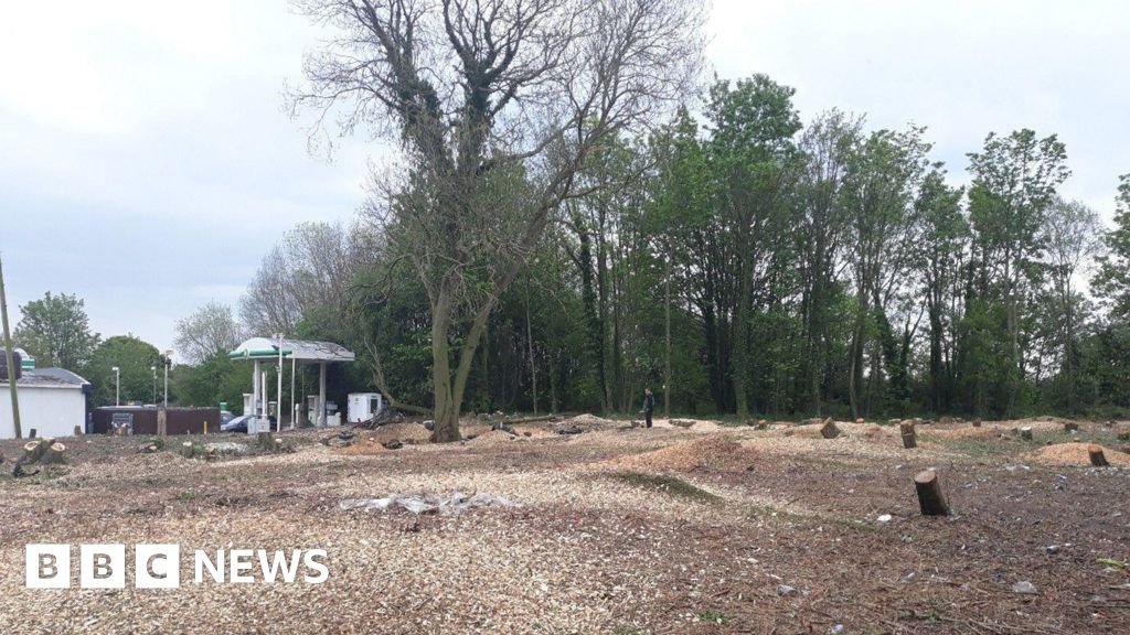 Firm handed ‘record’ fine over illegal tree felling in Loughborough