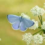 Britain 'set for bumper year' for butterflies