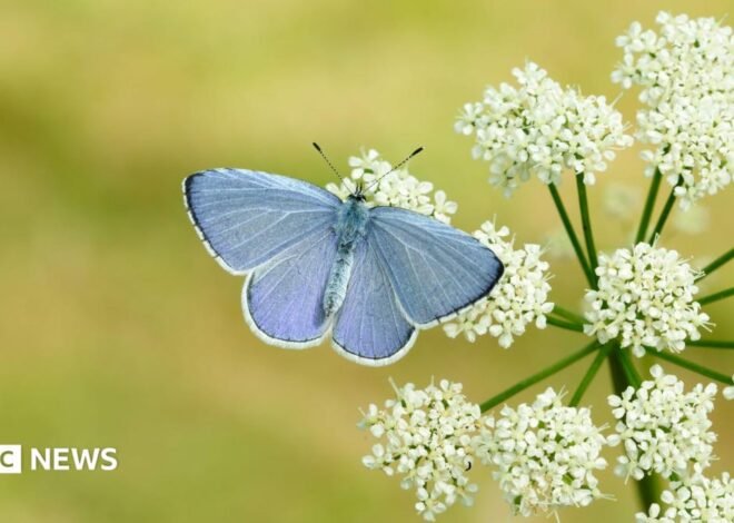 Britain 'set for bumper year' for butterflies