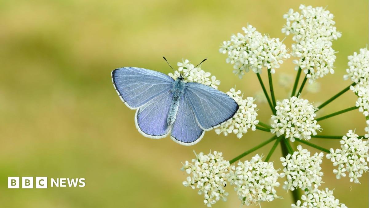 Britain 'set for bumper year' for butterflies