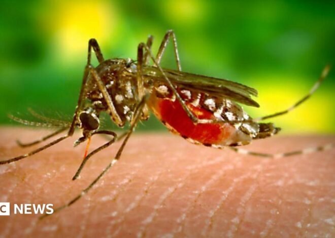 Dengue: What is the mosquito-borne disease that Sri Lanka is using drones to fight?
