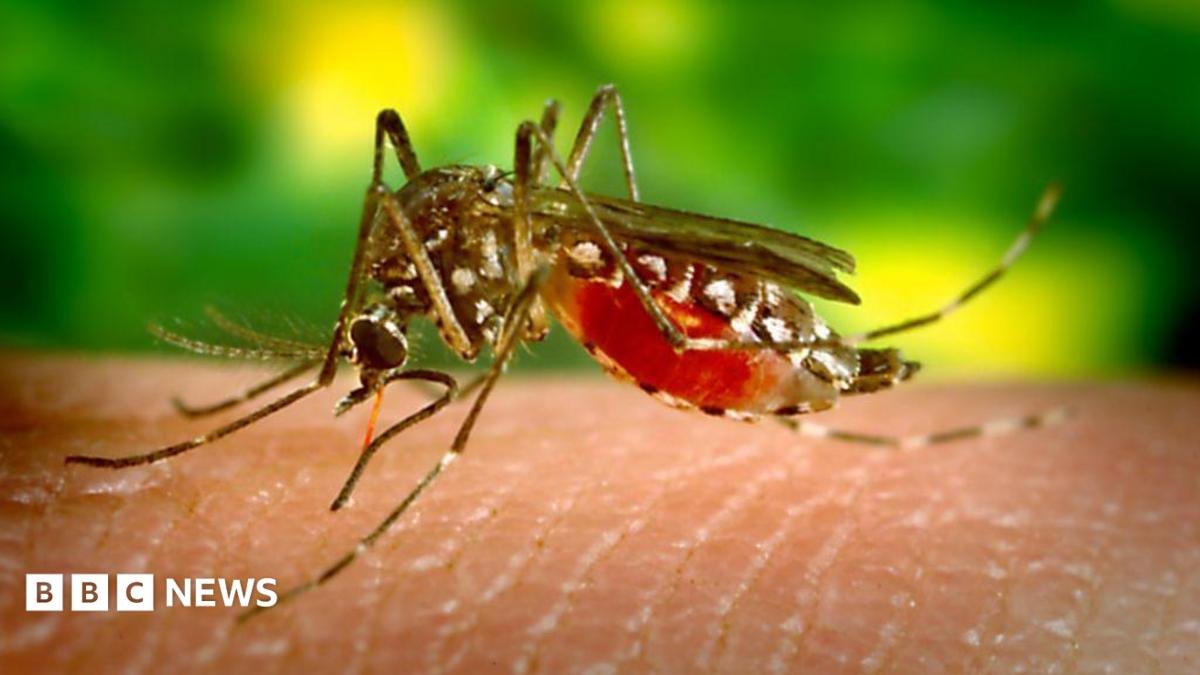 Dengue: What is the mosquito-borne disease that Sri Lanka is using drones to fight?