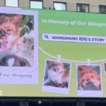 China’s animal lovers take fight against abuse offline and overseas