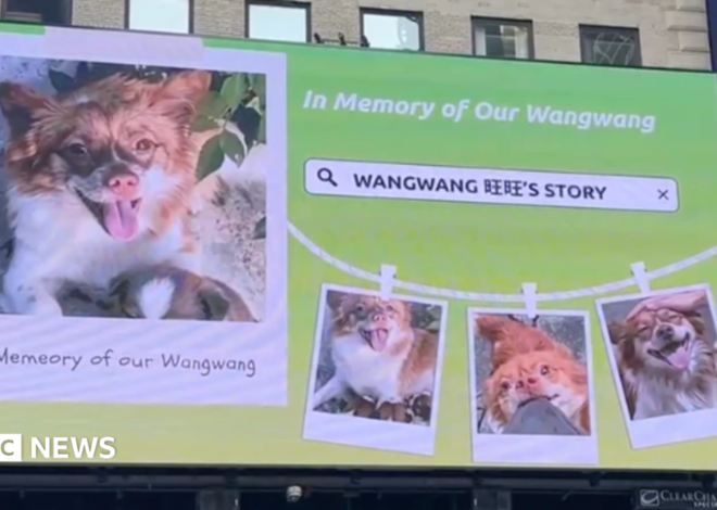China’s animal lovers take fight against abuse offline and overseas