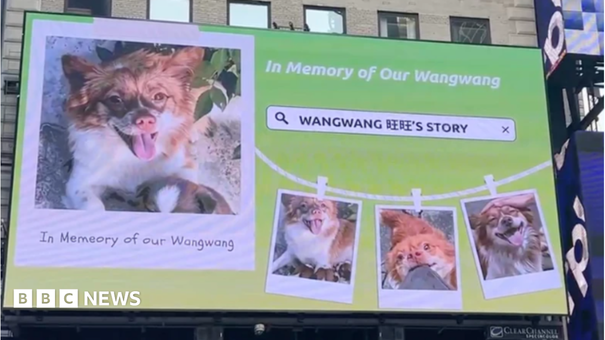 China’s animal lovers take fight against abuse offline and overseas