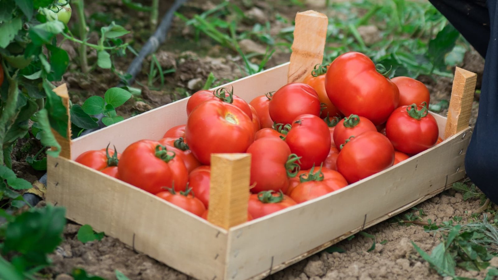 Luxury exec left Hermes for farm. It’s nearing $50 million business