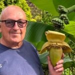 Bananas! Surprise as Suffolk back garden plant bears fruit