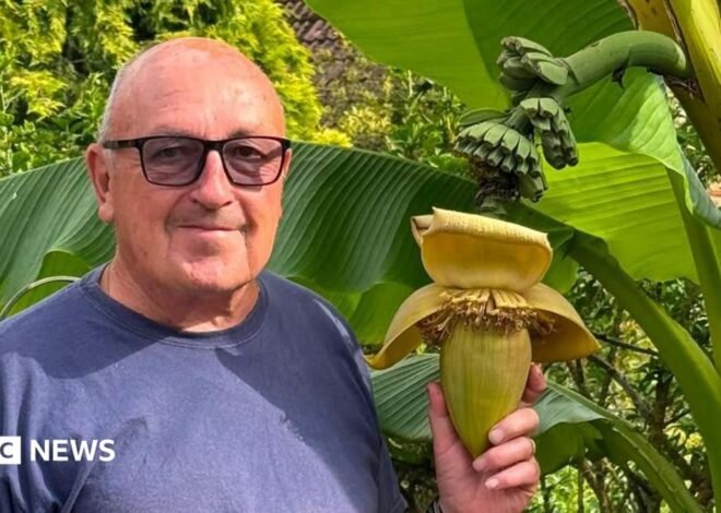 Bananas! Surprise as Suffolk back garden plant bears fruit