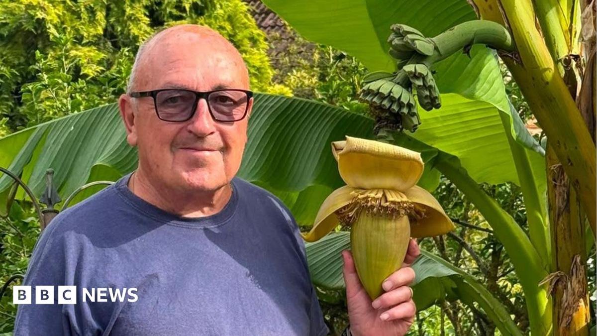 Bananas! Surprise as Suffolk back garden plant bears fruit