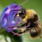 UK’s furry bumblebees ‘keeling over’ in heatwaves