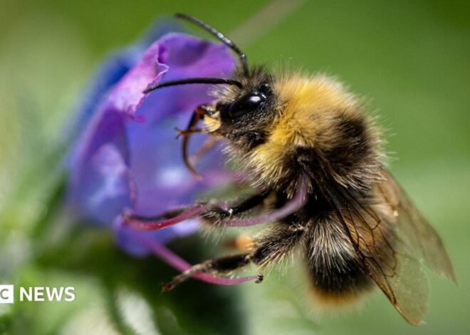 UK’s furry bumblebees ‘keeling over’ in heatwaves