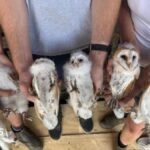 Peterborough farm’s delight after six white owlets found nesting