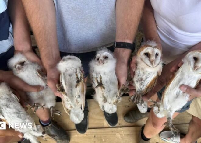 Peterborough farm’s delight after six white owlets found nesting