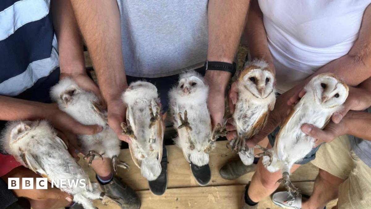 Peterborough farm’s delight after six white owlets found nesting