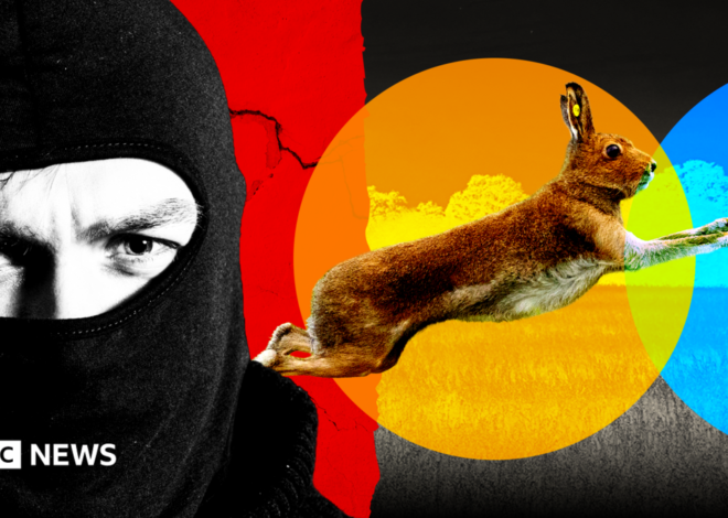 Gangs, violence and dumped dead animals: The hidden world of illegal hare hunts