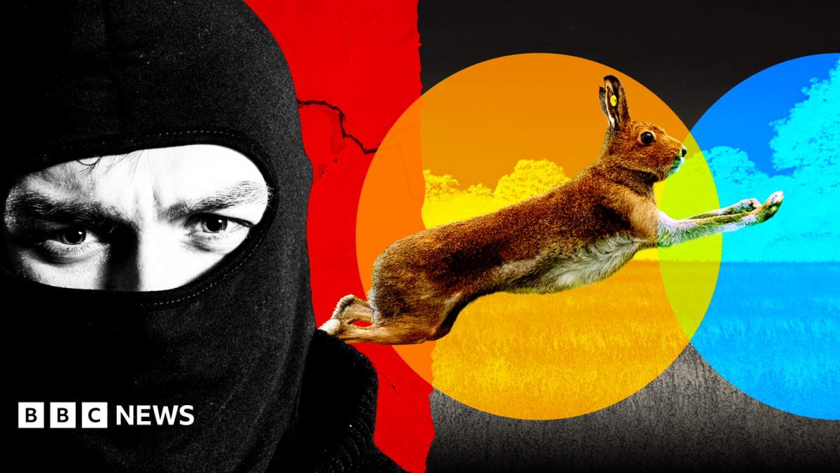 Gangs, violence and dumped dead animals: The hidden world of illegal hare hunts