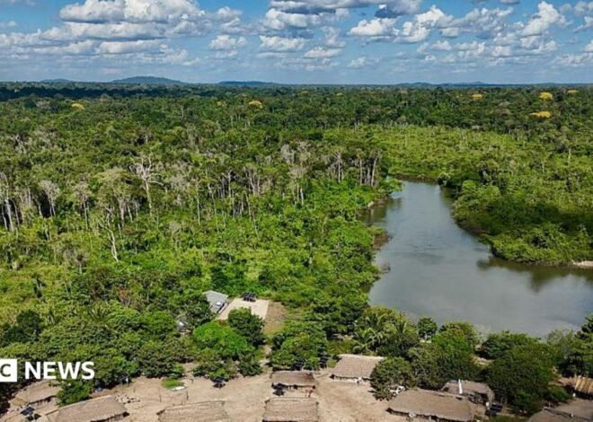 Brazil’s Amazon sees sharp decline of area burned in 2025