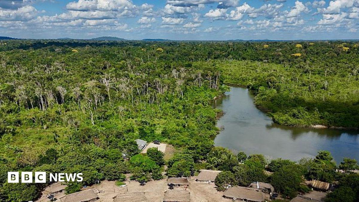 Brazil’s Amazon sees sharp decline of area burned in 2025