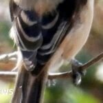 'Extraordinary sight' of rare bird from Asia spotted in UK