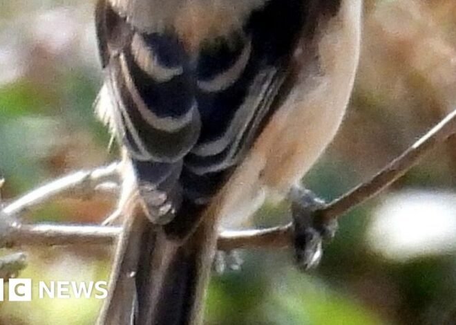 'Extraordinary sight' of rare bird from Asia spotted in UK