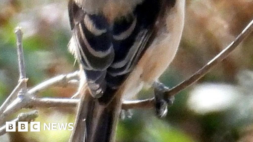 'Extraordinary sight' of rare bird from Asia spotted in UK