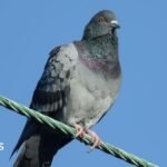 2,000 pigeons shot with rifles at railway stations