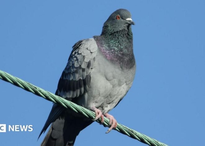 2,000 pigeons shot with rifles at railway stations
