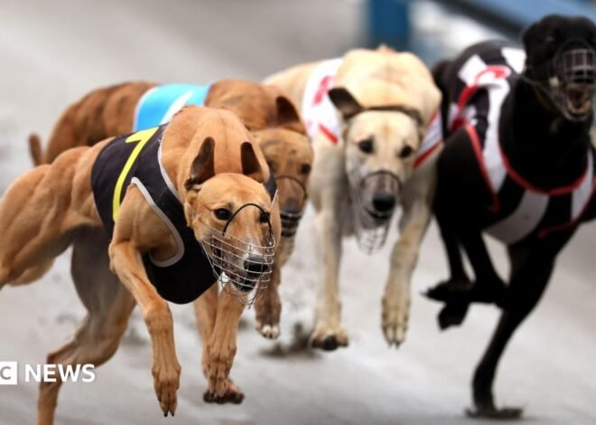 Greyhounds bound for Australia as New Zealand racing ban takes effect