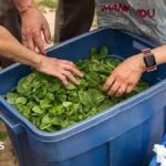 ‘Explosive diarrhoea’ ripples through small midwestern community