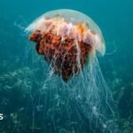How afraid should we be of jellyfish off UK shores?