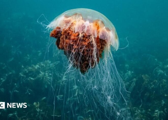 How afraid should we be of jellyfish off UK shores?