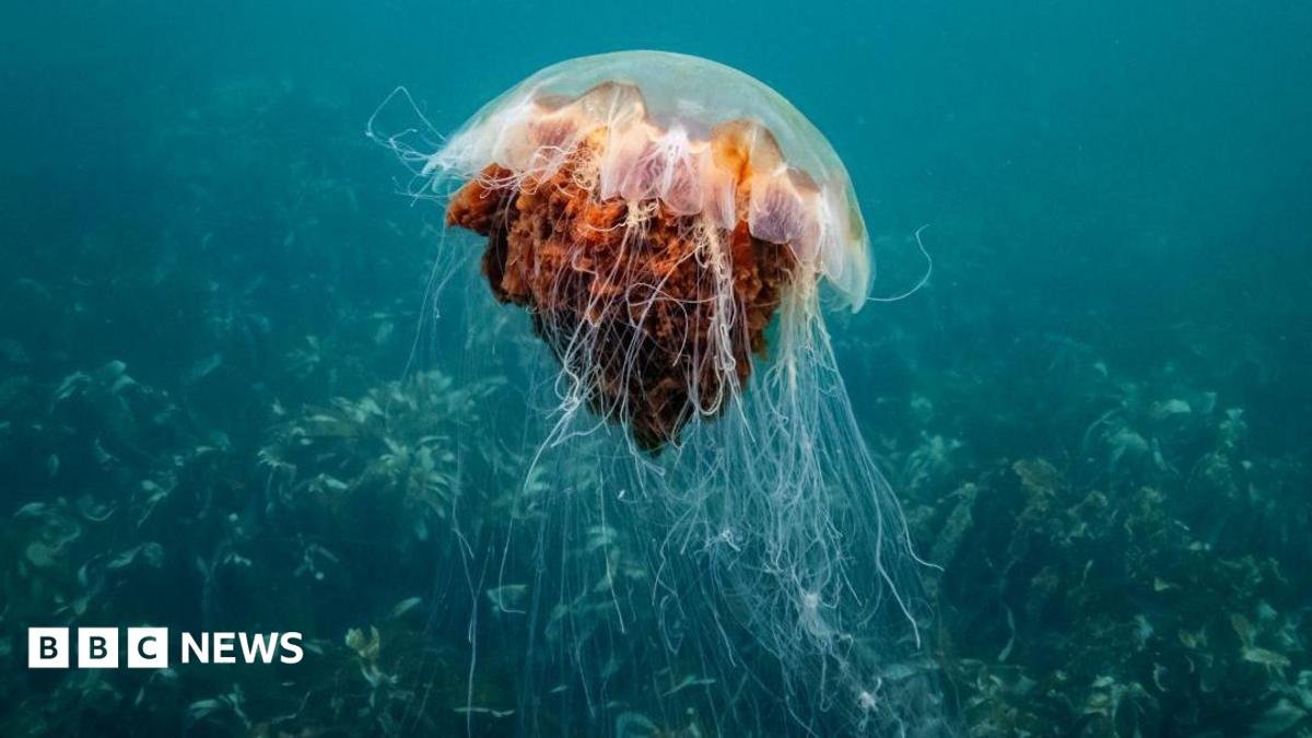 How afraid should we be of jellyfish off UK shores?