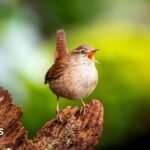 Secrets of birdsongs’ ‘spectacular diversity’ revealed