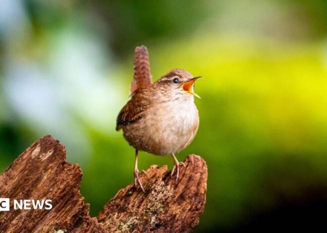 Secrets of birdsongs’ ‘spectacular diversity’ revealed