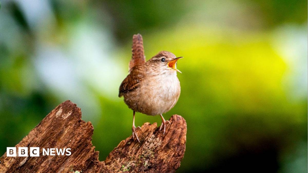 Secrets of birdsongs’ ‘spectacular diversity’ revealed
