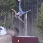 Bison rams elderly man in Yellowstone, flinging him into the sky