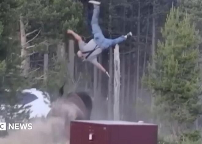 Bison rams elderly man in Yellowstone, flinging him into the sky