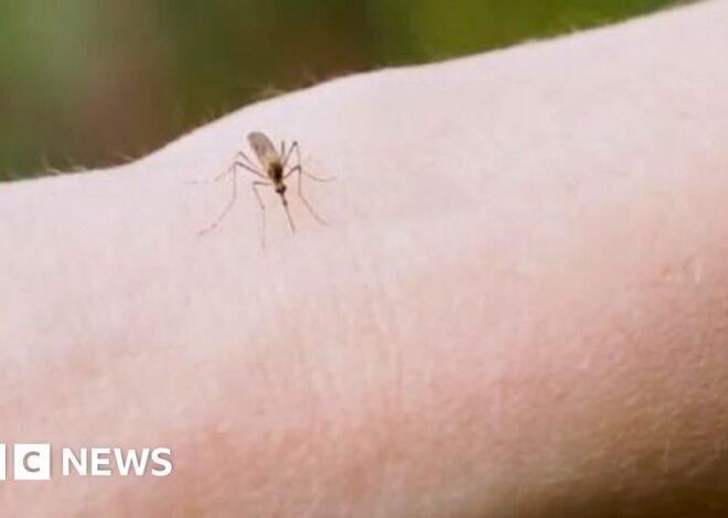 Watch: Why are thousands of mosquitoes being released in Washington DC?