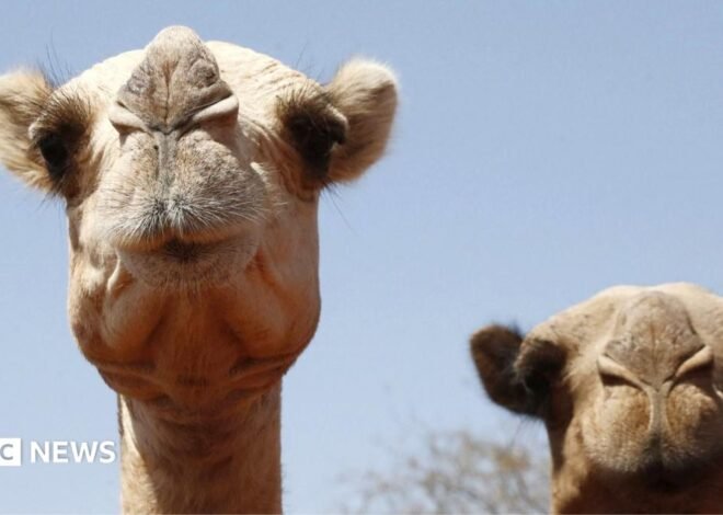 Africa’s camels are dying from extreme heat as temperatures soar